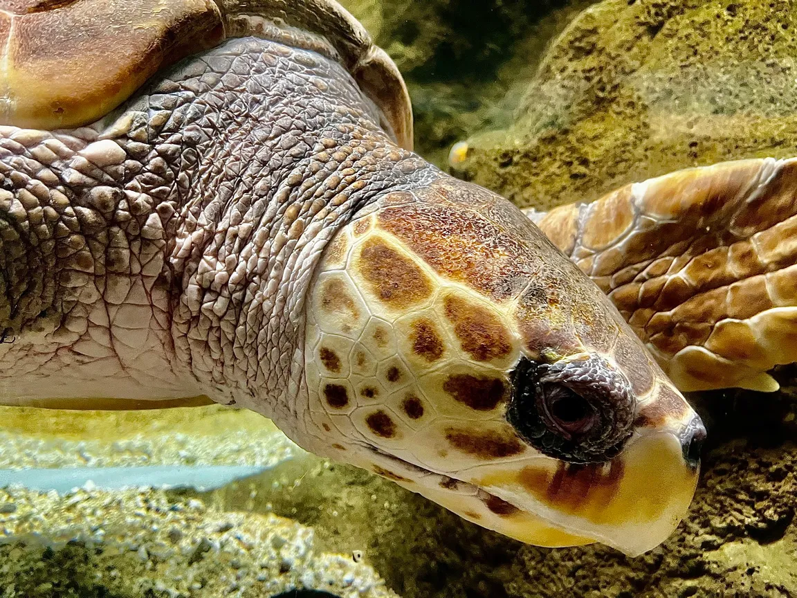 Lanzarote Aquarium