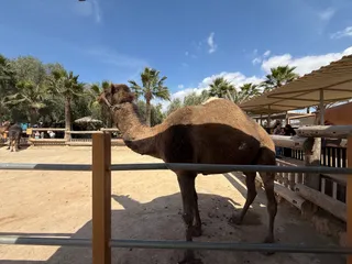 Camel Park