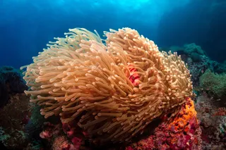 Sail Rock Divers