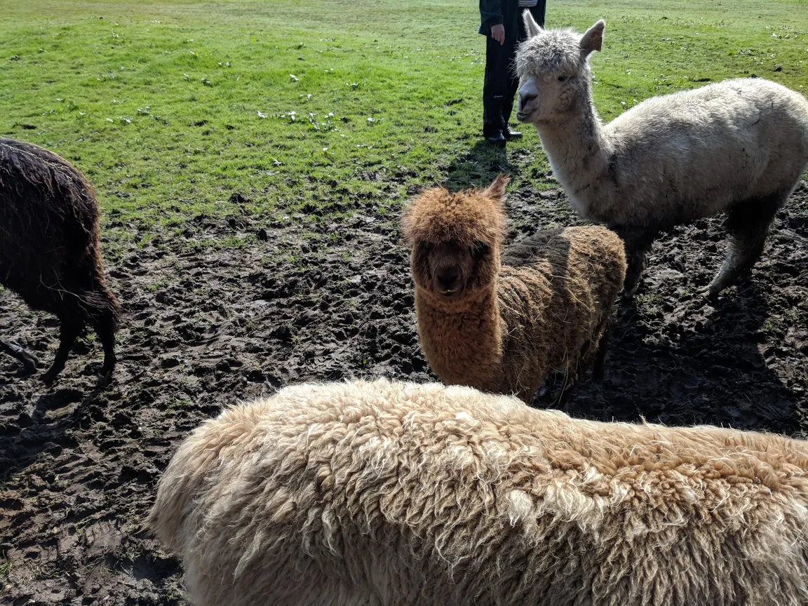 Alpaca walking Hensting Alpacas limited
