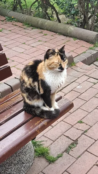 Real cat park