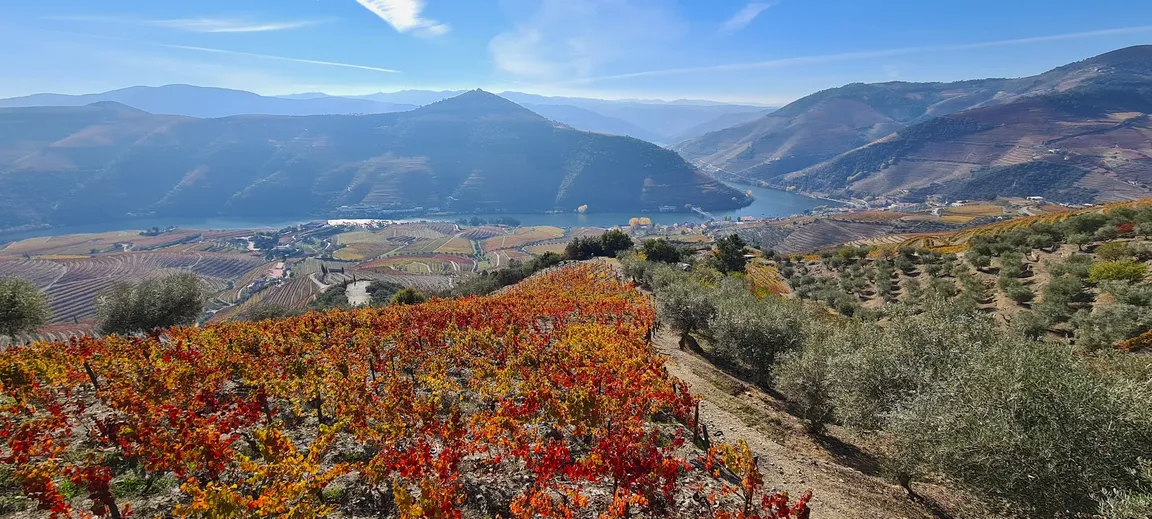Quinta do Jalloto - Family vineyards