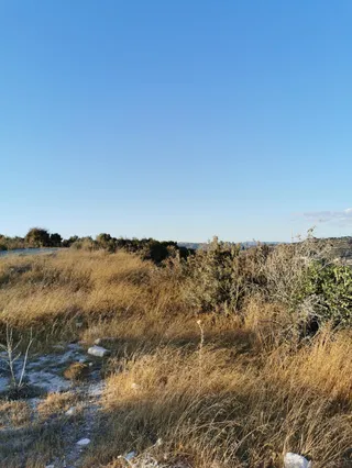 Oreites Forest