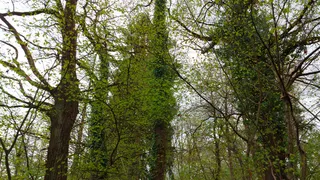 Pekrski gozd / Pekre forest