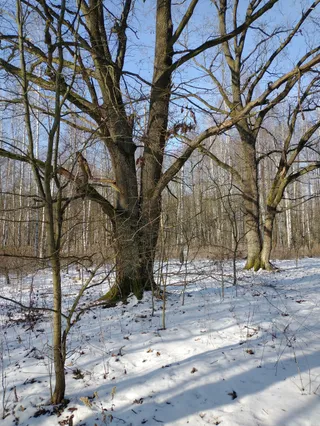 Dęby