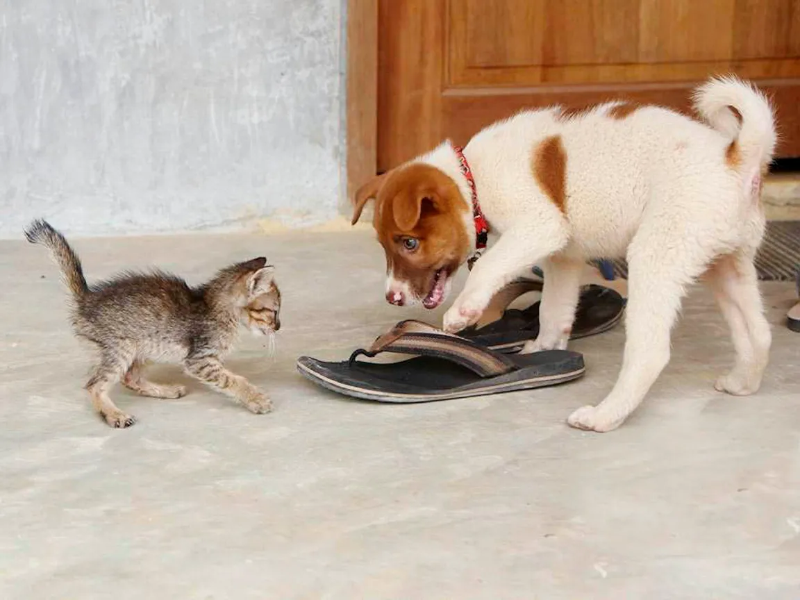 Lanta Animal Welfare Visitor Centre