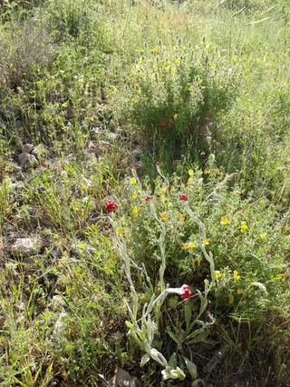 Jerusalem Forest
