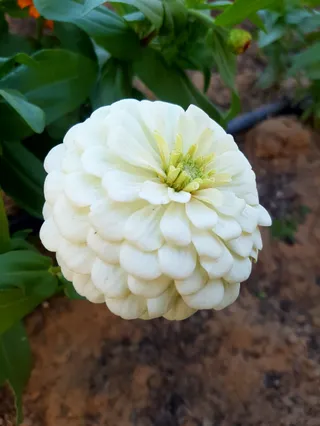 حديقة الشهباء