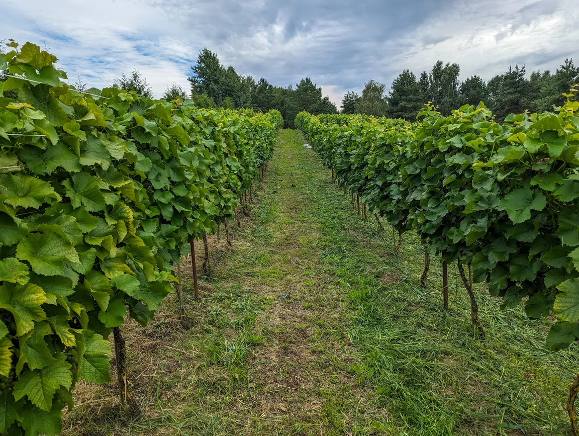 Winnica Binowo. Wina z Puszczy Bukowej