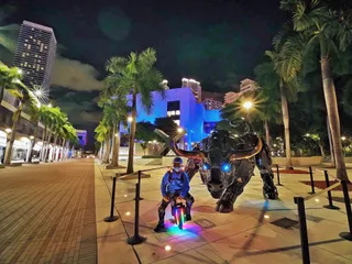 Miami Bull
