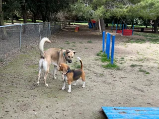 Dog Park
