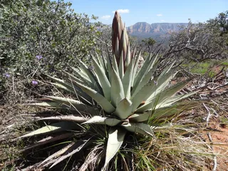 Fay Canyon Trailhead