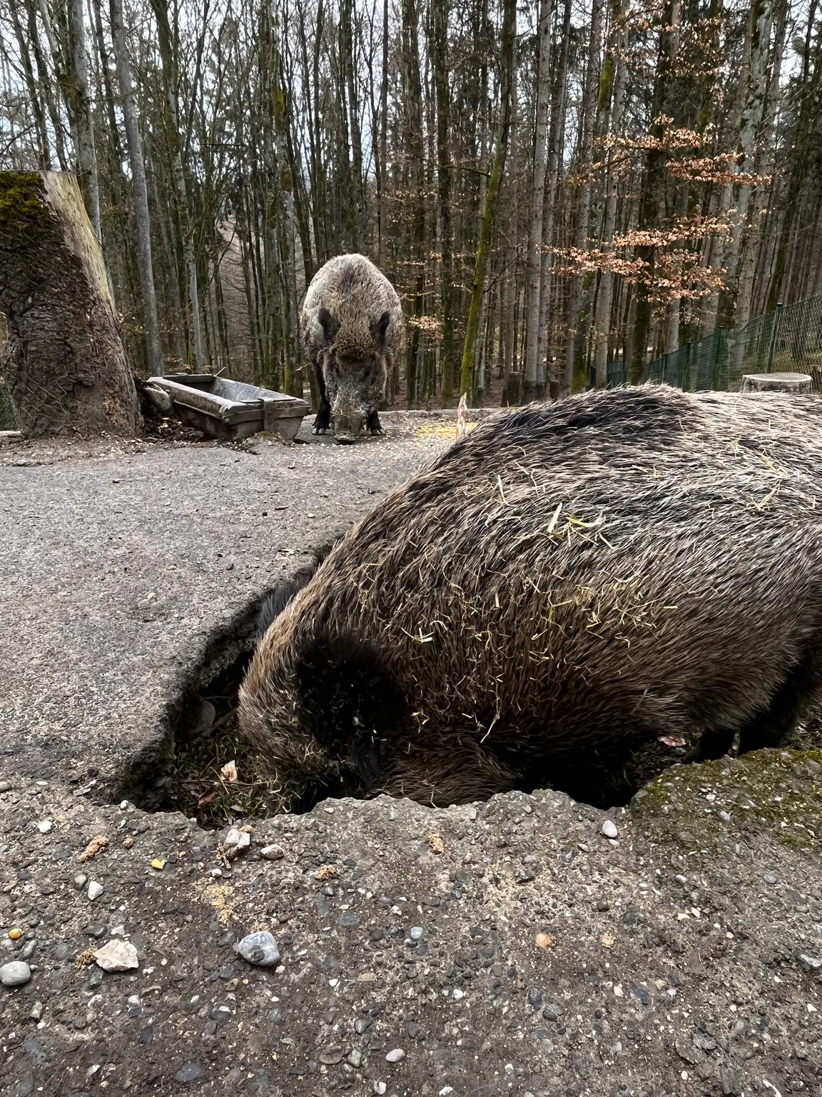 Wildlife and Leisure Park Allensbach