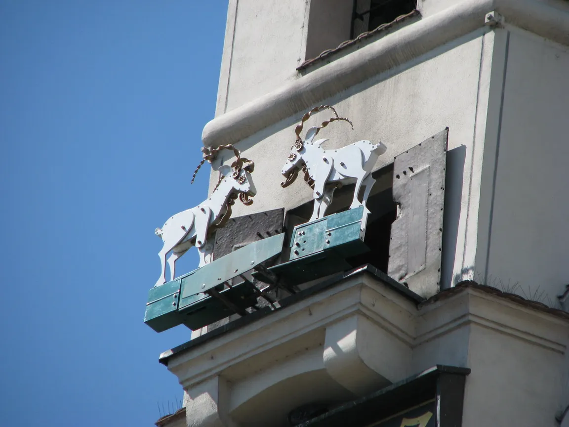 Koziołki Poznańskie