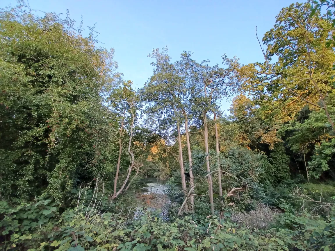 C S Lewis Nature Reserve