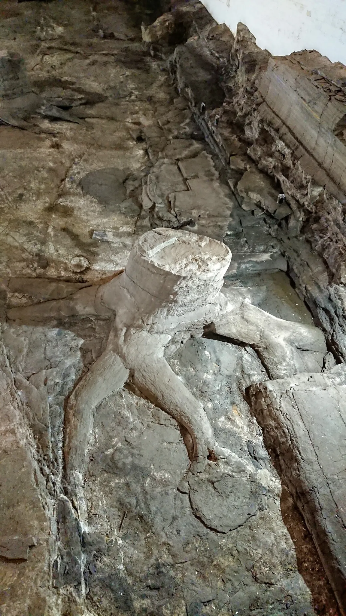 Fossil Grove