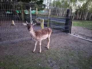 Mini ZOO