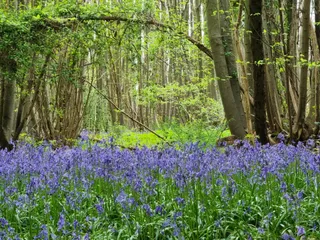 Kent Downs National Landscape