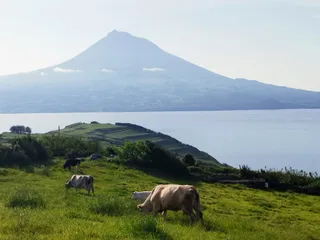 Paisagem da Cultura da Vinha da Ilha do Pico