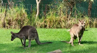 Central Gardens Wildlife Exhibits