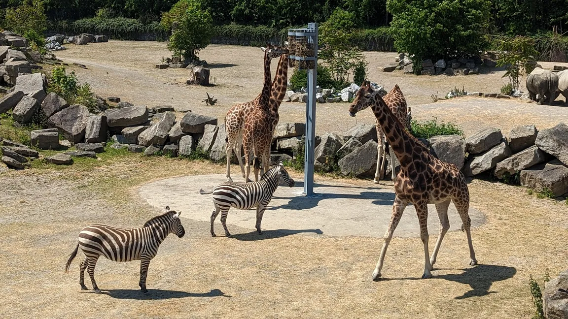 Dublin Zoo