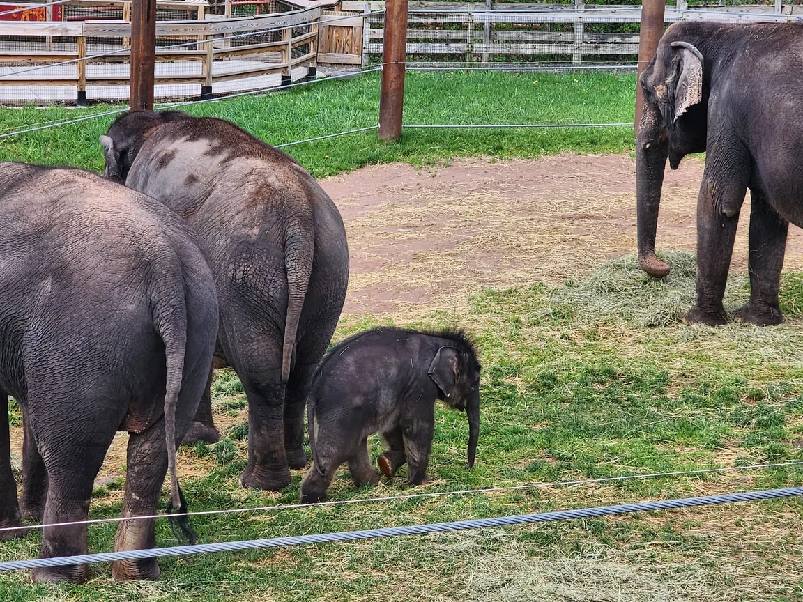 Rosamond Gifford Zoo