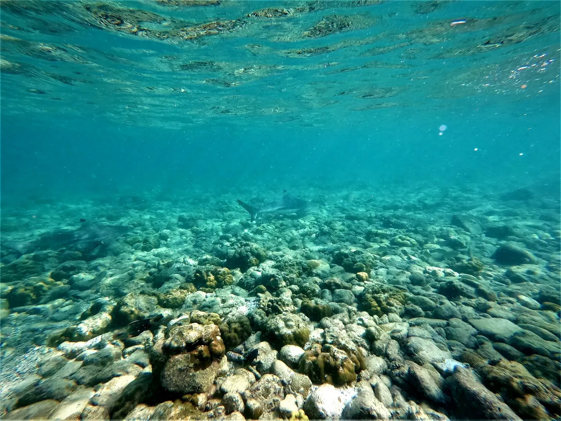 Blacktip Reef Shark Point