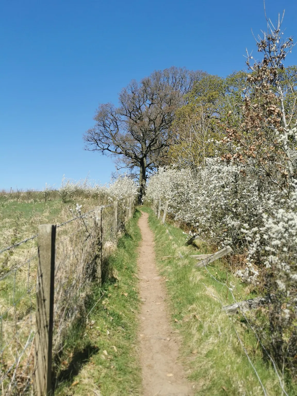 Clyde Valley Woodlands National Nature Reserve (Cartland Crags)