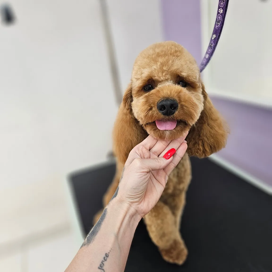 Strefa Psa PSI FRYZJER groomer, fryzjer dla zwierząt