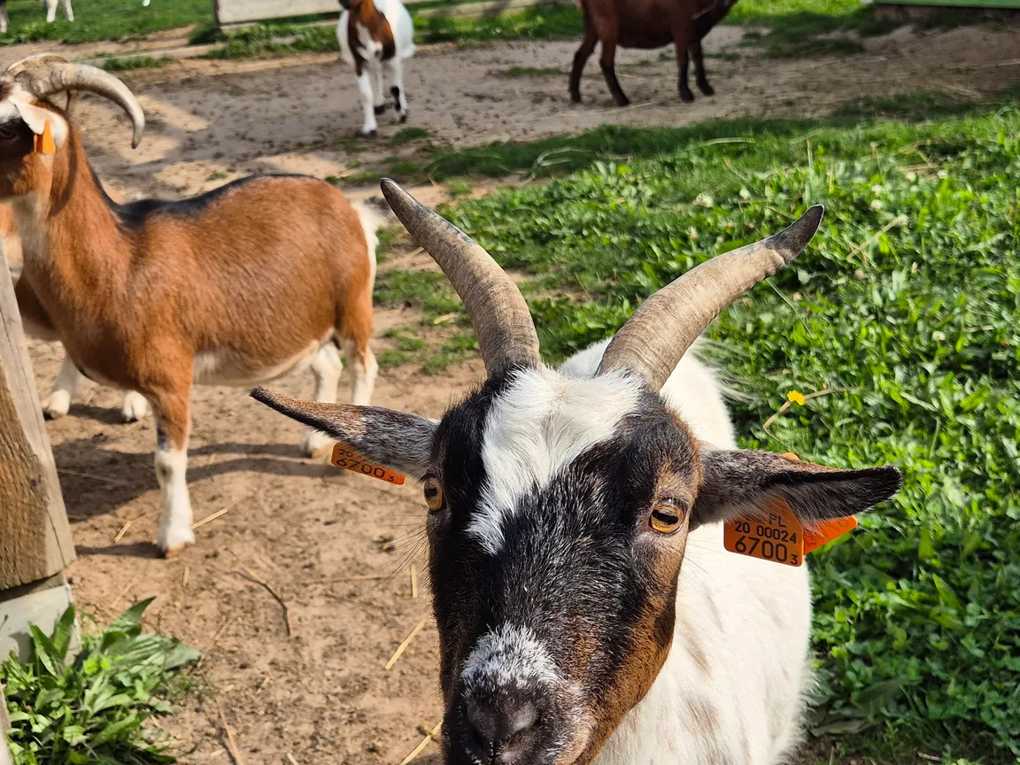 DonkeySzot - Mini Zoo i Alpaki
