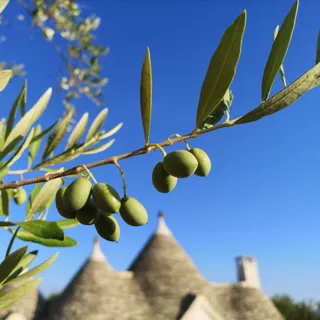 Oleificio Salamida Alberobello | Olio Extravergine Italiano in Puglia