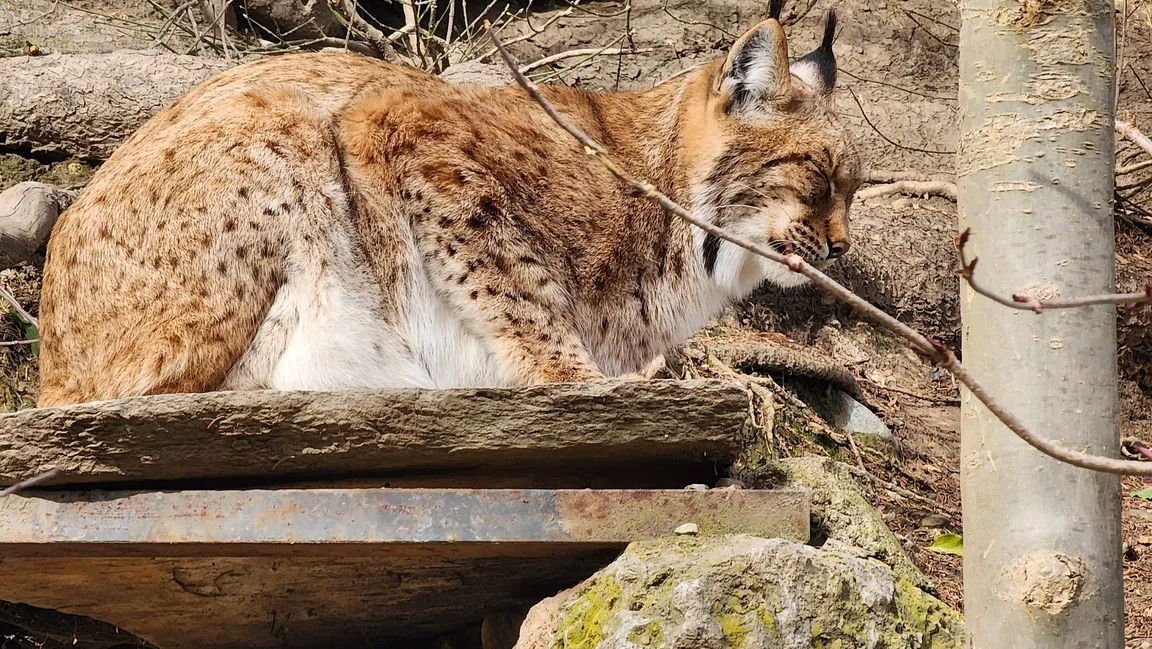 Alpenzoo Innsbruck - Tirol