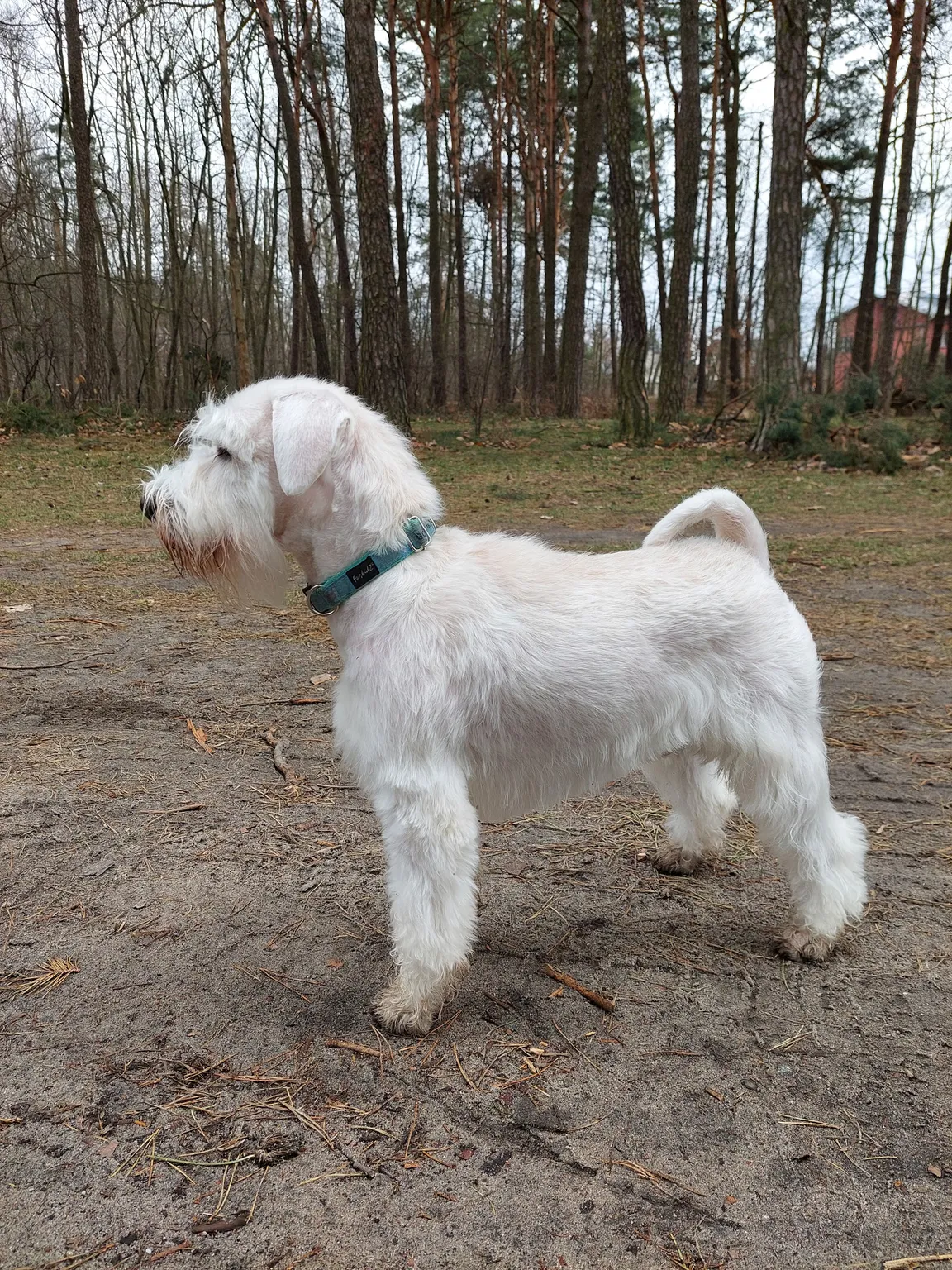 Wonder Dog