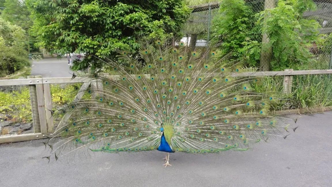 Dublin Zoo