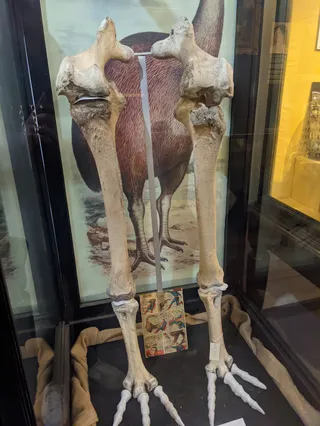 Swansea Museum