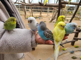 Gyeongju Bird Park