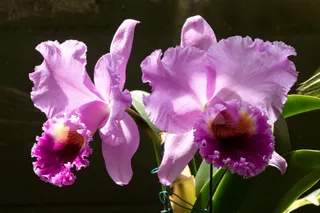 Foster Botanical Garden