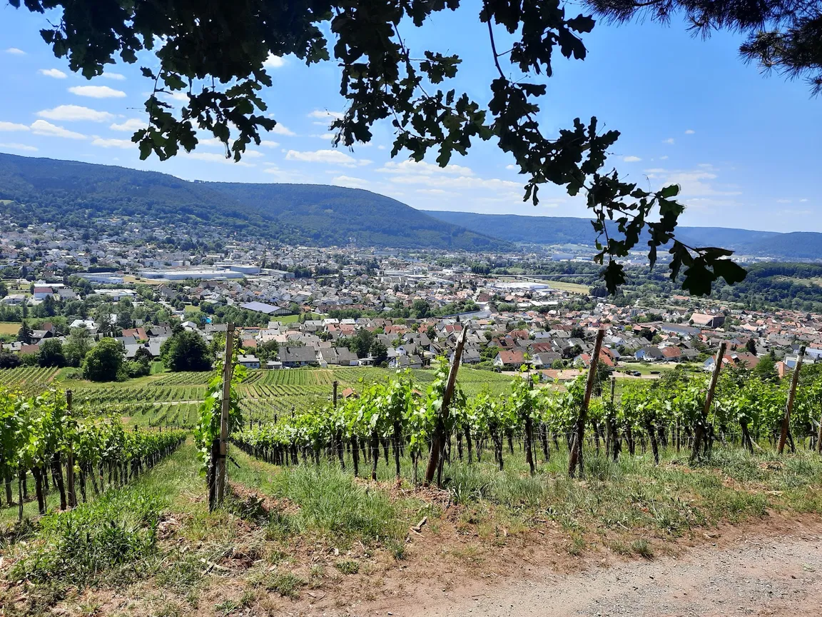 Waldlehrpfad Bürgstadt