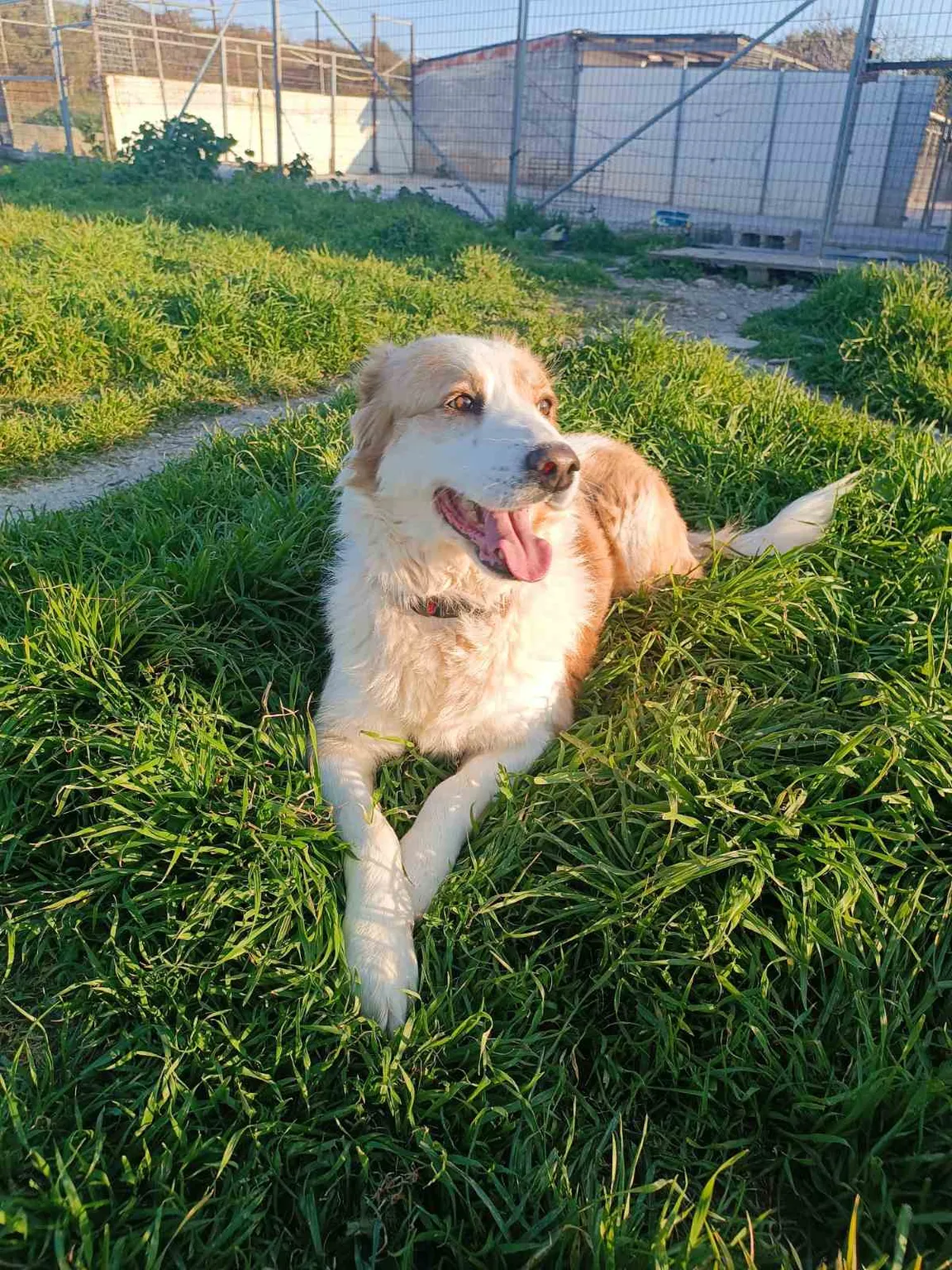 Samos Animal Welfare Association