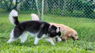 Dog run @ Tai Gin