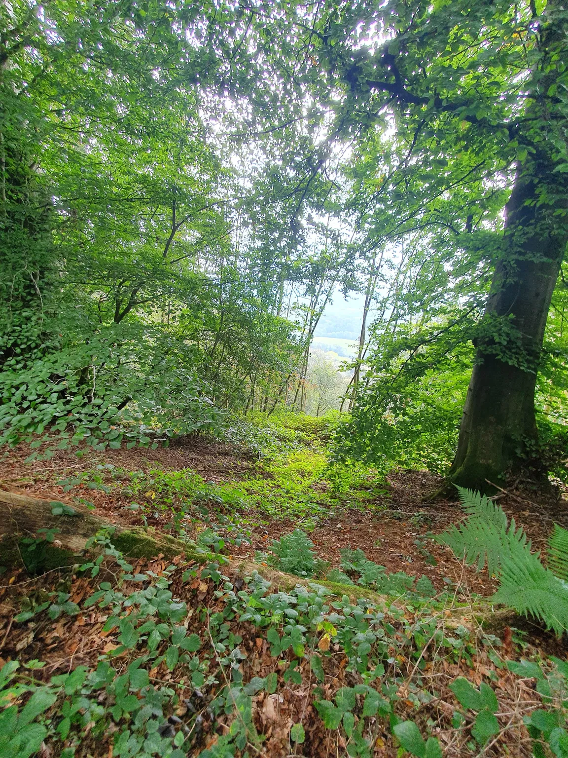 Ashford Hangers National Nature Reserve