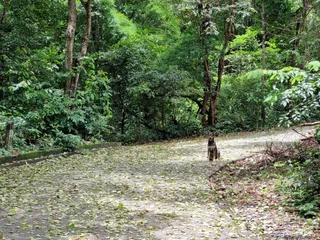 Khao Chalak Trail Running