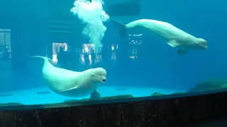 Haichang Polar Ocean World