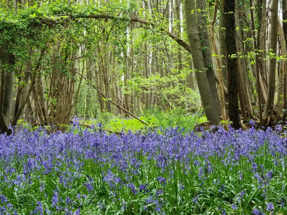 Kent Downs National Landscape