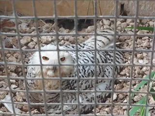 Bird Park Malta
