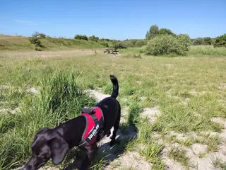 Naturpark Amager Hundeskov