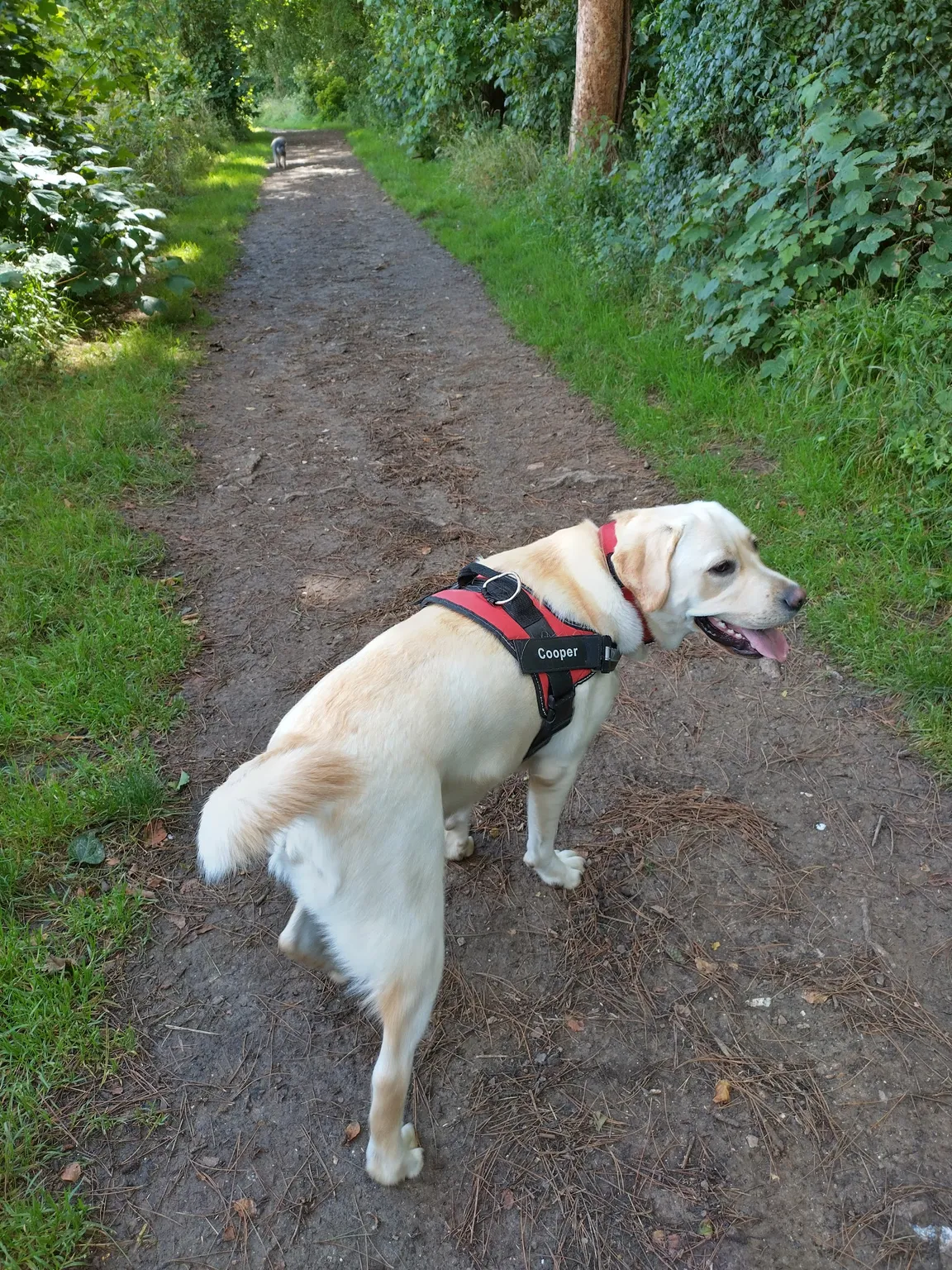 Friston Forest