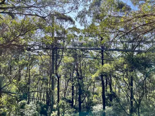 Illawarra Fly Treetop Adventures