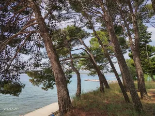 Dog beach
