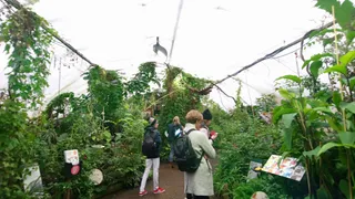 Butterfly Paradise